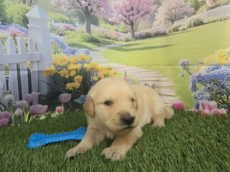 JASMINES 3 WEEK BLUE BEST