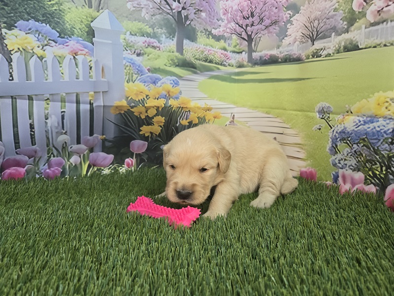 JASMINES 3 WEEK BURGANDY BEST