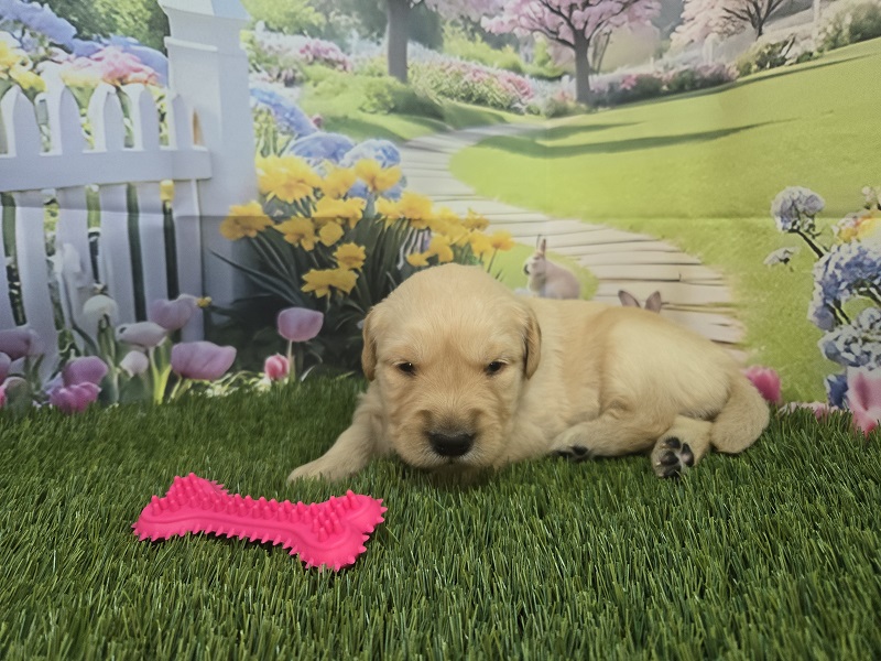 JASMINES 3 WEEK LIME BEST
