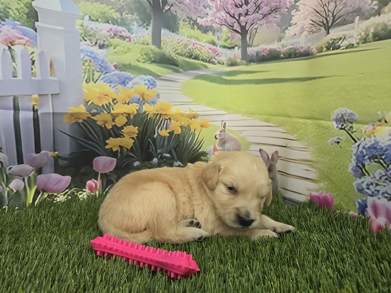 JASMINES 3 WEEK PINK BEST