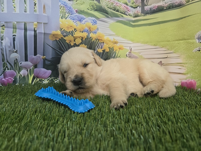 JASMINES 3 WEEK RED BEST
