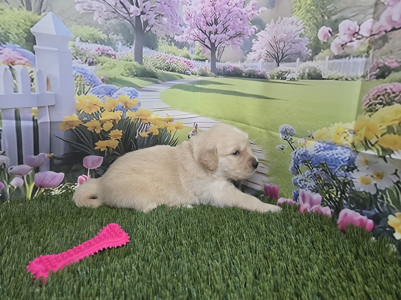 JASMINES 3 WEEK TEAL BEST