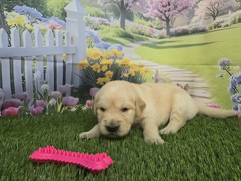 JASMINES 3 WEEK YELLOW BEST
