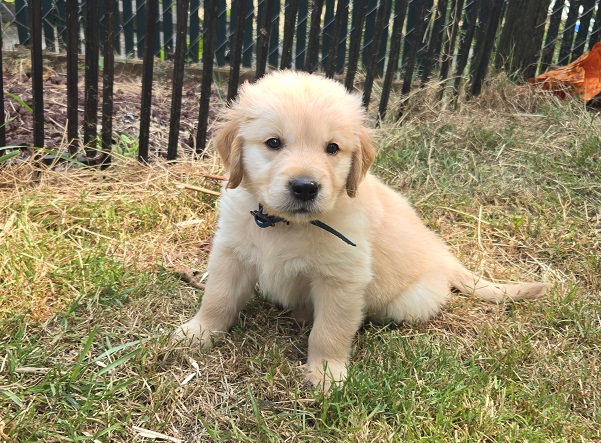 JASMINE 6 WEEKS BLUE BEST