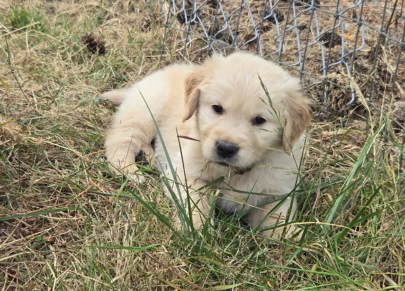 JASMINE 6 WEEKS BURGANDY BEST