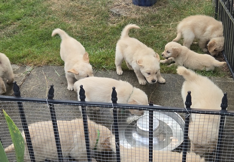 JASMINE 6 WEEKS GROUP BEST2