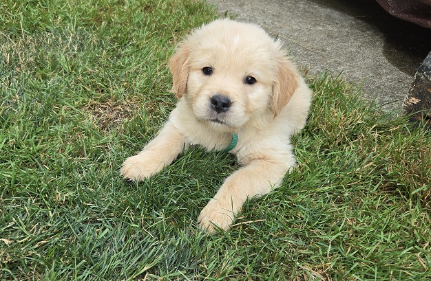 JASMINE 6 WEEKS HUNTER BEST