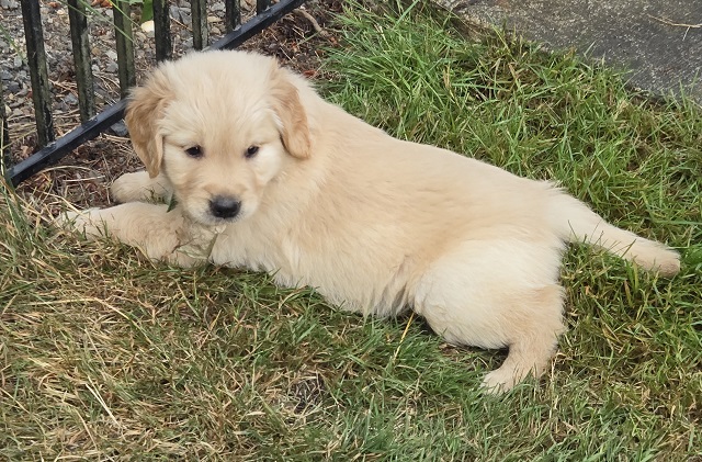 JASMINE 6 WEEKS LIME BEST