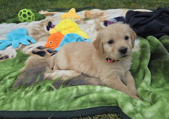 JASMINE 6 WEEKS PINK2 BEST