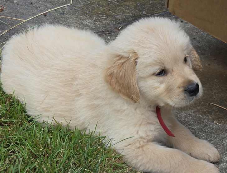 JASMINE 6 WEEKS RED BEST
