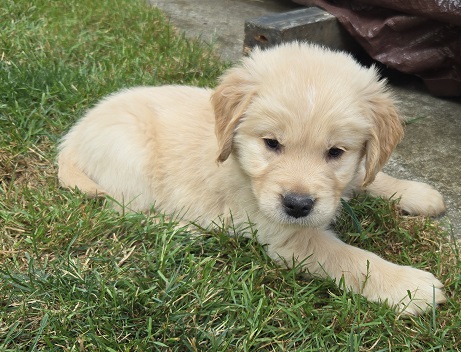 JASMINE 6 WEEKS TEAL BEST