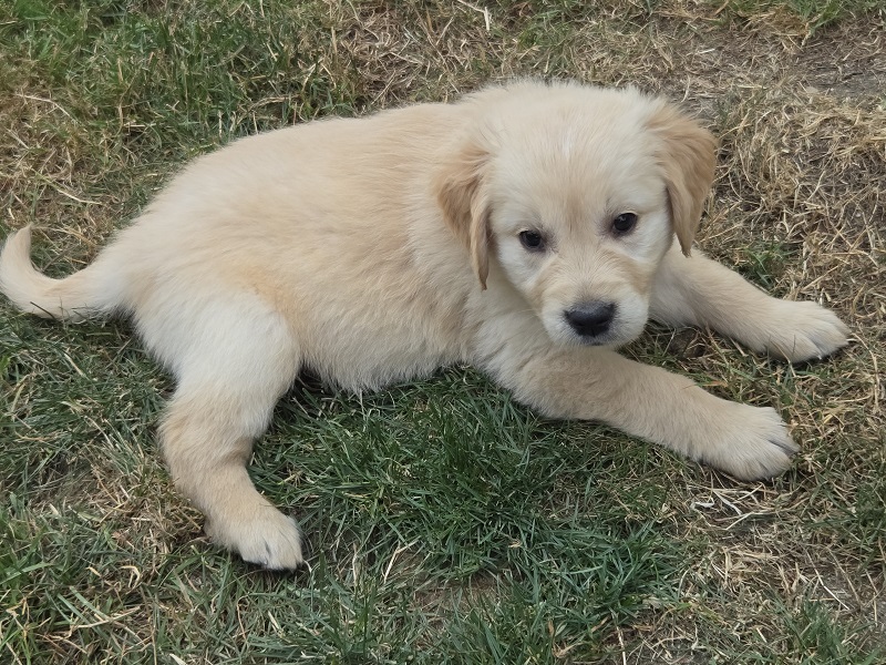 JASMINE 6 WEEKS YELLOW BEST